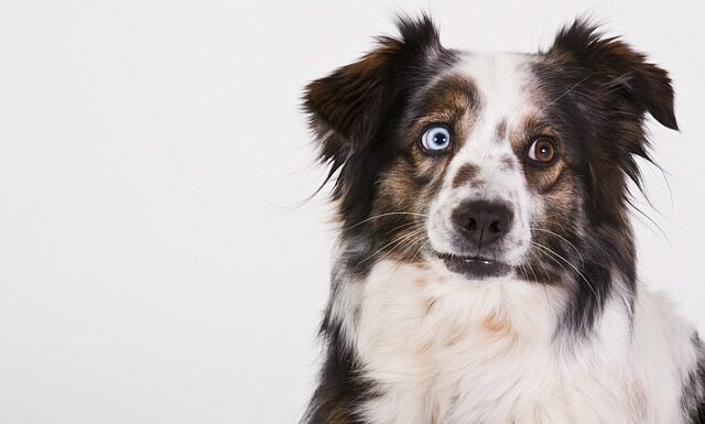 100 Most Popular Australian Shepherd Dog Names Australian Shepherd Dog Names