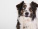 100 Most Popular Australian Shepherd Dog Names Australian Shepherd Dog Names