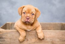 100 Popular Middle Names for Dogs Middle Names for Dogs
