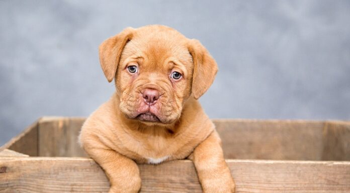 100 Popular Middle Names for Dogs Middle Names for Dogs