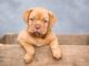 100 Popular Middle Names for Dogs Middle Names for Dogs
