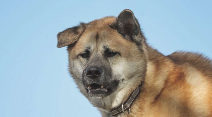 Akita Dog Names with Meanings (Male & Female) Akita Dog Names