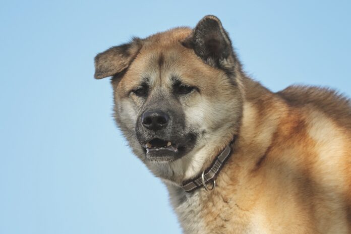 Akita Dog Names