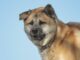Akita Dog Names with Meanings (Male & Female) Akita Dog Names