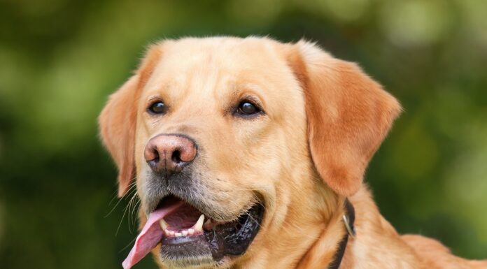 Labrador Retriever Dog Names with Meanings (Male & Female) Labrador Retriever Names