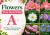 100+ Flowers That Start With A – Names List, Meanings & Pictures Flowers That Start With A