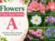 100+ Flowers That Start With A – Names List & Pictures Flowers That Start With A